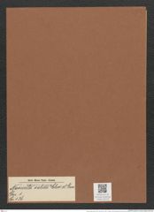 Navicula valida Cleve et Grun. (de-Toni-Nr.: Genus 1, Species 136) Zeichnungen Sammlung Grunow Mappe 00120 (Herbarium_W_Grunow_drawings_Folder_00120)